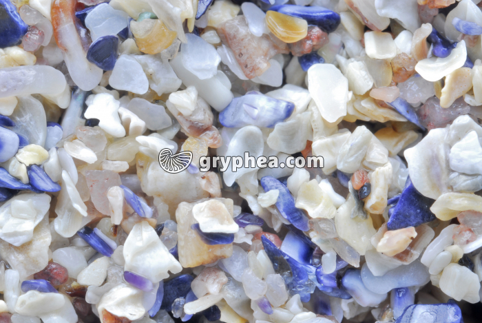 Sable coquiller - Plage de Lion sur Mer (Calvados) x3 - gryphea.org